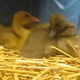 And Now, Here's a Woman Reading a Jezebel Post to Her Baby Ducks